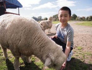 Boy with Sheep